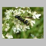 Symmorphus bifasciatus - Lehmwespe 05.jpg